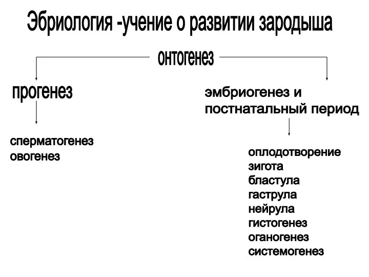 Эбриология -учение о развитии зародыша онтогенез прогенез эмбриогенез и постнатальный период оплодотворение