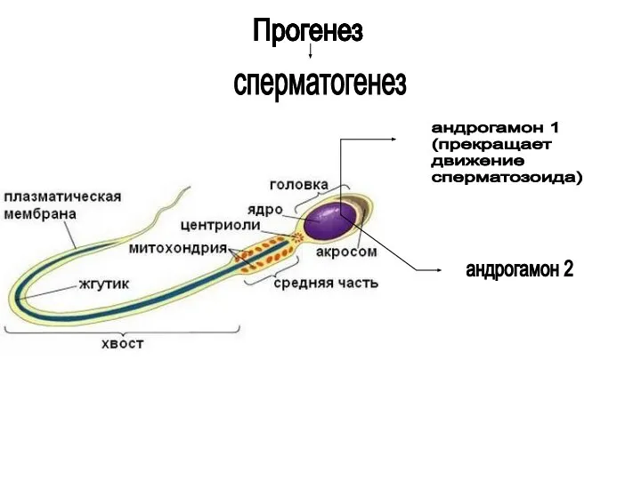 Прогенез сперматогенез андрогамон 1 (прекращает движение сперматозоида) андрогамон 2 Прогенез Прогенез