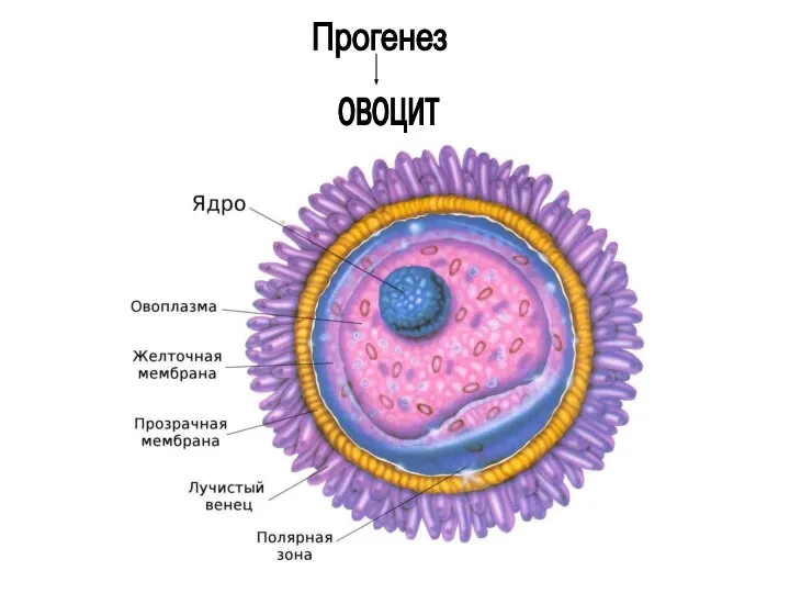 Прогенез овоцит