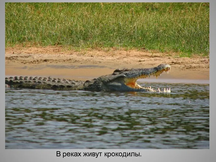 В реках живут крокодилы.