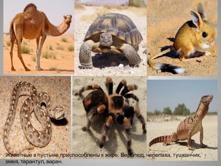 Животные в пустыне приспособлены к жаре. Верблюд, черепаха, тушканчик, змея, тарантул, варан.