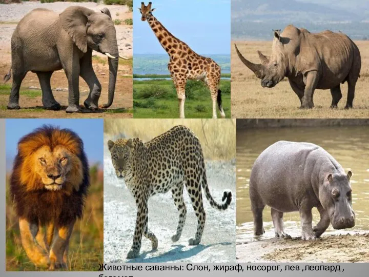 Животные саванны: Слон, жираф, носорог, лев ,леопард ,бегемот.
