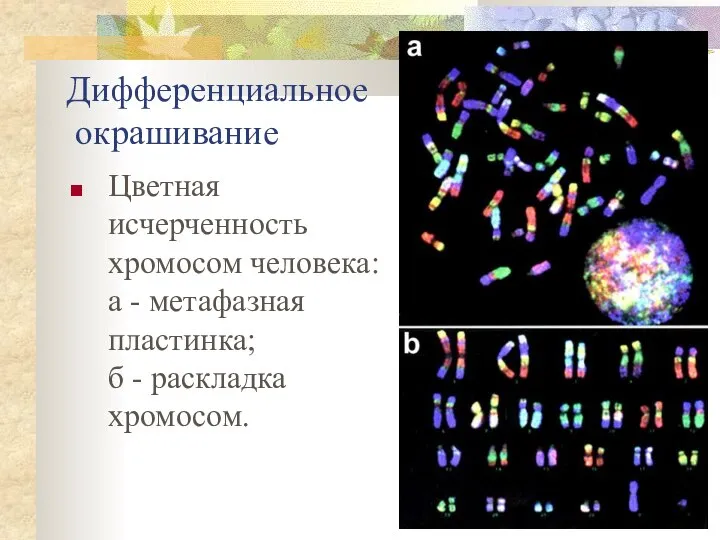 Дифференциальное окрашивание Цветная исчерченность хромосом человека: а - метафазная пластинка; б - раскладка хромосом.