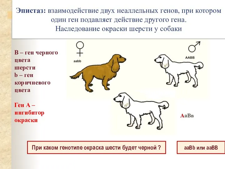 В – ген черного цвета шерсти b – ген коричневого цвета Ген