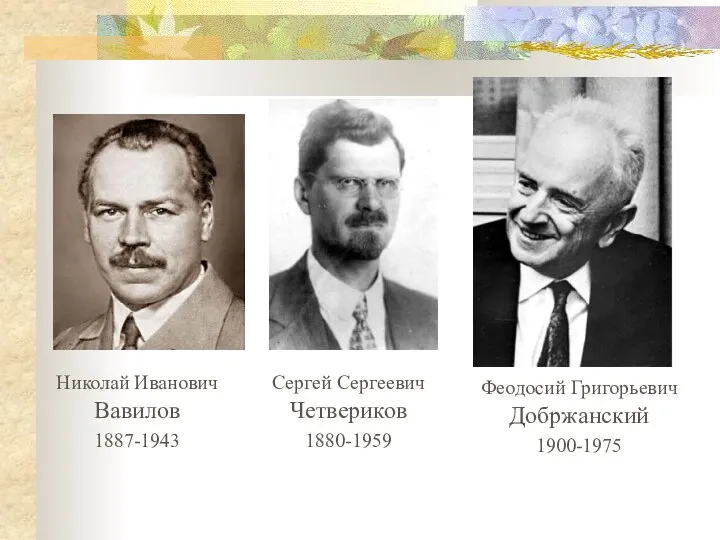 Николай Иванович Вавилов 1887-1943 Сергей Сергеевич Четвериков 1880-1959 Феодосий Григорьевич Добржанский 1900-1975