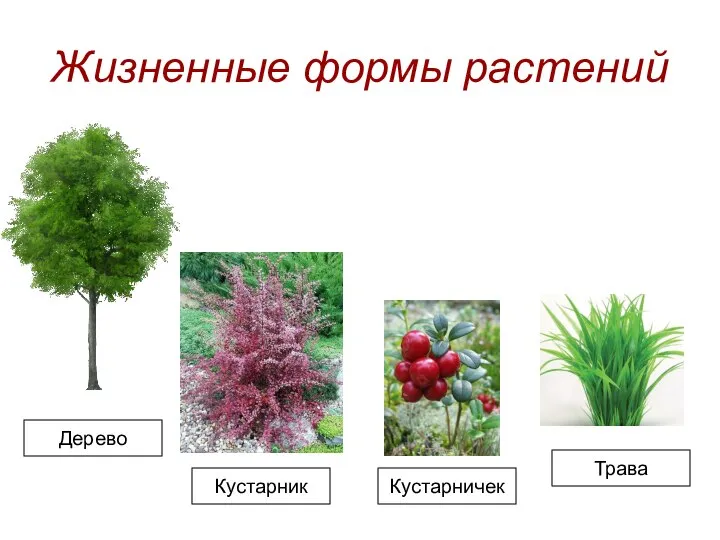 Жизненные формы растений Дерево Кустарник Кустарничек Трава