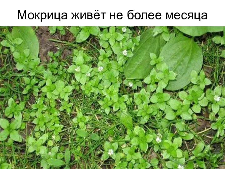 Мокрица живёт не более месяца