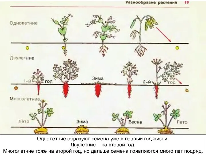 Однолетние образуют семена уже в первый год жизни. Двулетние – на второй