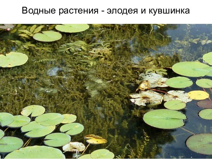 Водные растения - элодея и кувшинка