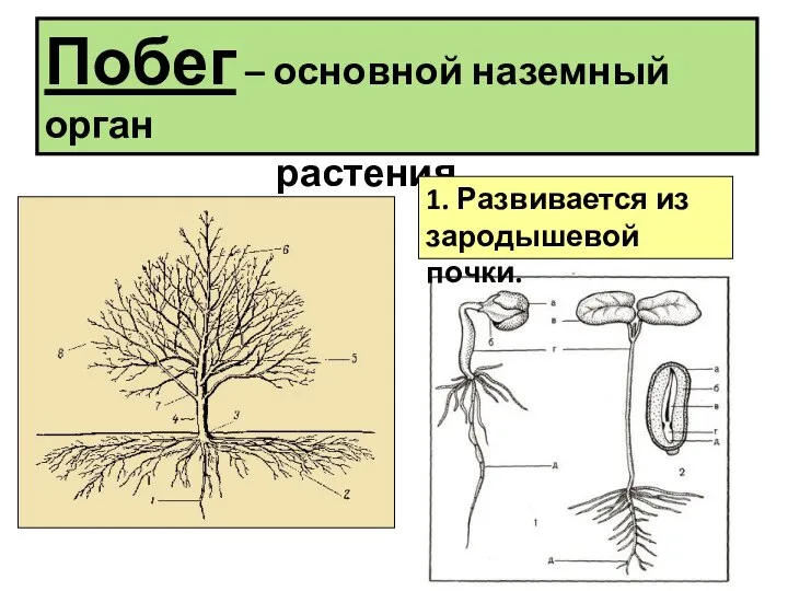 Побег – основной наземный орган растения. 1. Развивается из зародышевой почки.