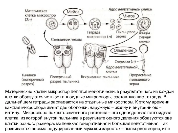 Материнские клетки микроспор делятся мейотически, в результате чего из каждой клетки образуются