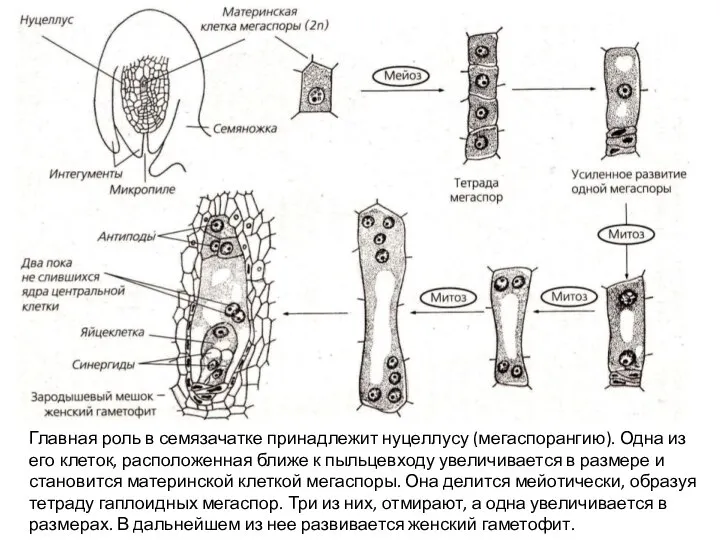 Главная роль в семязачатке принадлежит нуцеллусу (мегаспорангию). Одна из его клеток, расположенная