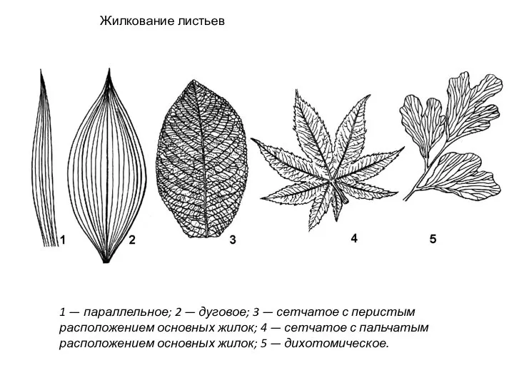 Жилкование листьев ​1 — параллельное; 2 — дуговое; 3 — сетчатое с