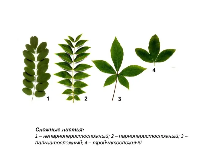 Сложные листья: ​1 – непарноперистосложный; 2 – парноперистосложный; 3 – пальчатосложный; 4 – тройчатосложный