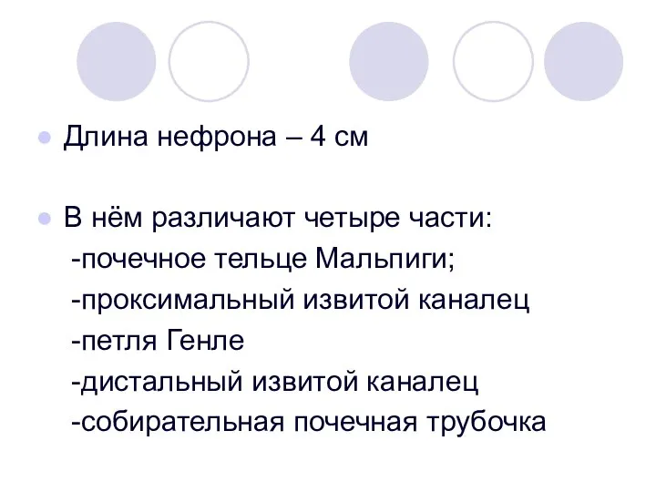 Длина нефрона – 4 см В нём различают четыре части: -почечное тельце