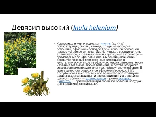 Девясил высокий (Inula helenium) Корневища и корни содержат инулин (до 44 %),