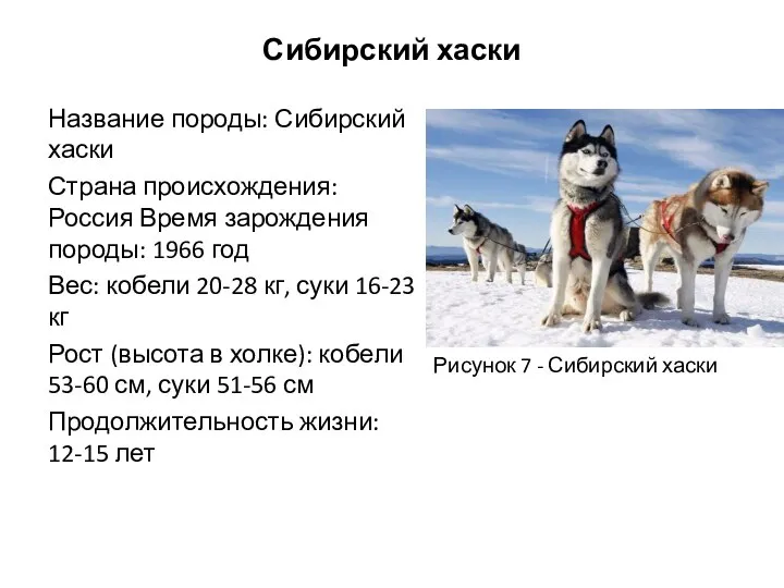 Сибирский хаски Название породы: Сибирский хаски Страна происхождения: Россия Время зарождения породы: