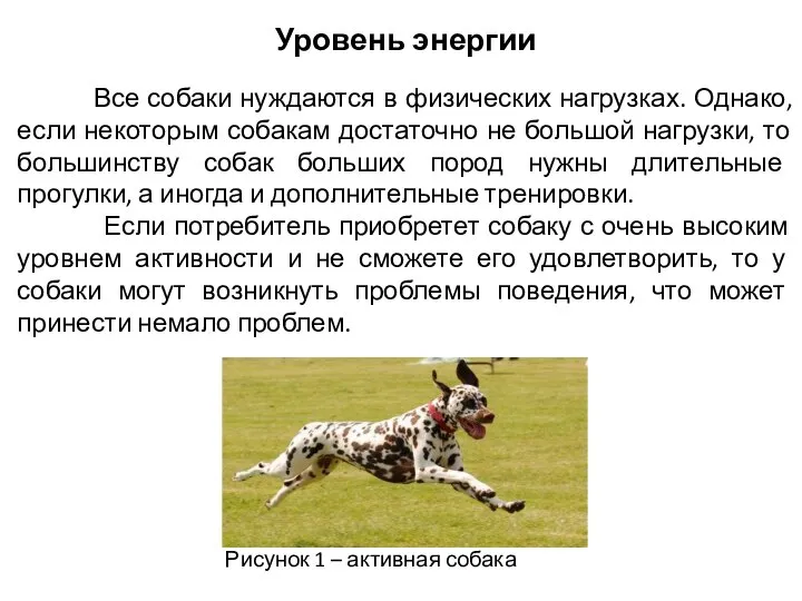 Уровень энергии Все собаки нуждаются в физических нагрузках. Однако, если некоторым собакам