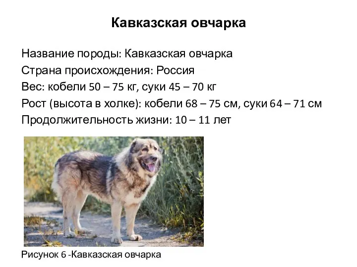 Кавказская овчарка Название породы: Кавказская овчарка Страна происхождения: Россия Вес: кобели 50