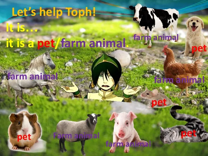 Let’s help Toph! It is… it is a pet/farm animal. farm animal