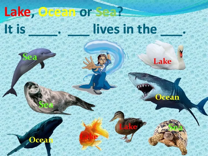 Lake, Ocean or Sea? It is ____. ___ lives in the ___.