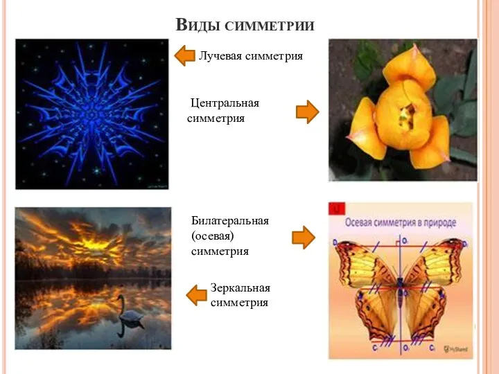 Виды симметрии Лучевая симметрия Центральная симметрия Билатеральная (осевая) симметрия Зеркальная симметрия