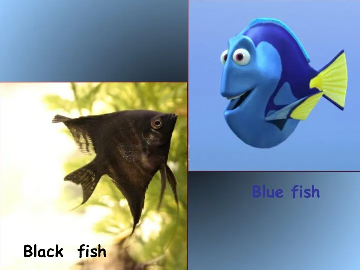 Blue fish Black fish