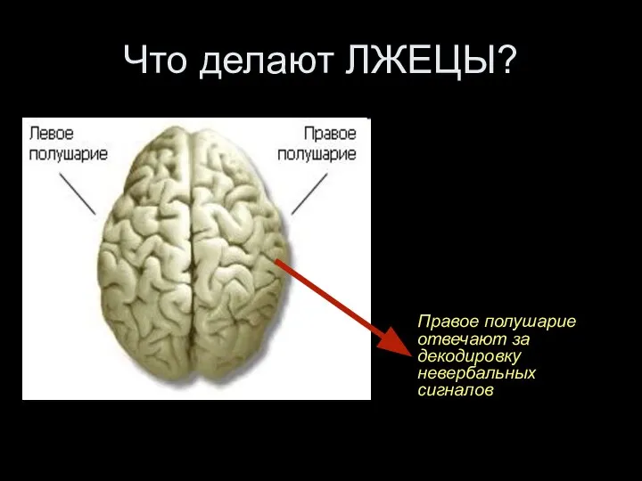 Что делают ЛЖЕЦЫ? Правое полушарие отвечают за декодировку невербальных сигналов