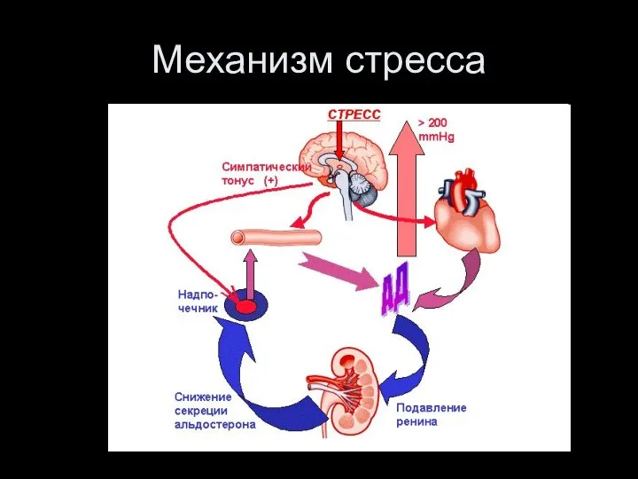 Механизм стресса