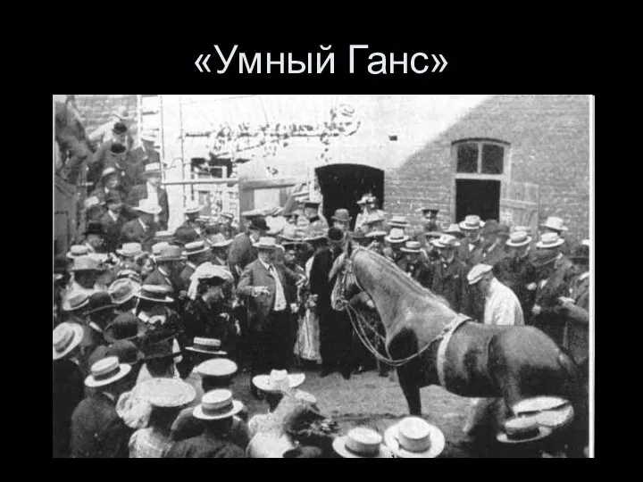 «Умный Ганс»