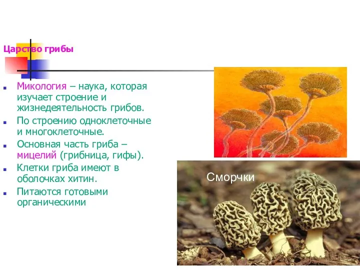 Царство грибы Микология – наука, которая изучает строение и жизнедеятельность грибов. По