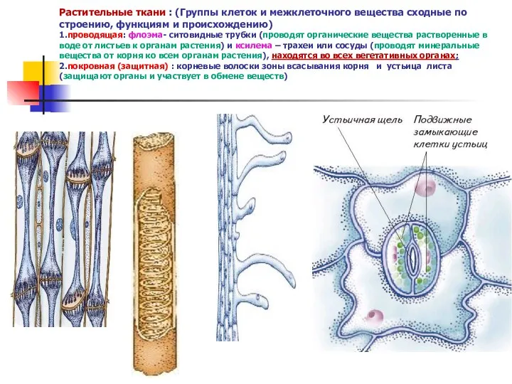Растительные ткани : (Группы клеток и межклеточного вещества сходные по строению, функциям