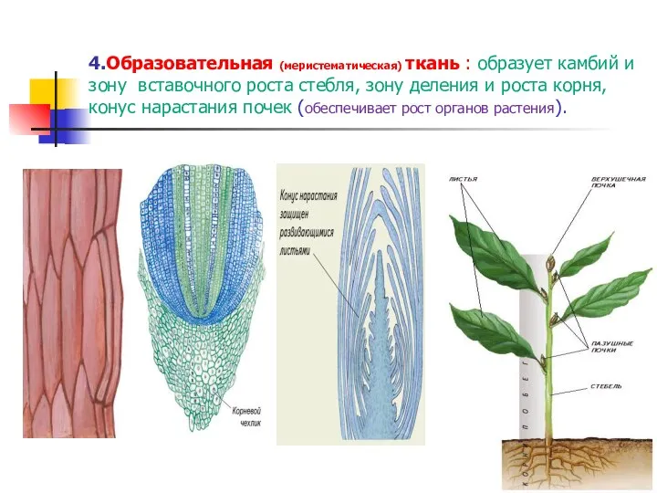 4.Образовательная (меристематическая) ткань : образует камбий и зону вставочного роста стебля, зону