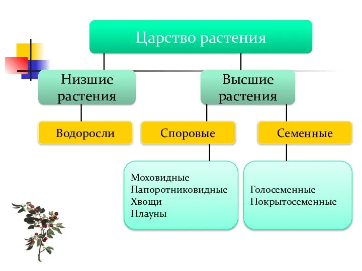 Царство растения Низшие растения Высшие растения Водоросли Споровые Семенные Моховидные Папоротниковидные Хвощи Плауны Голосеменные Покрытосеменные