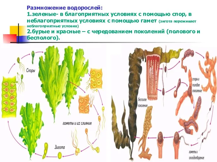 Размножение водорослей: 1.зеленые- в благоприятных условиях с помощью спор, в неблагоприятных условиях