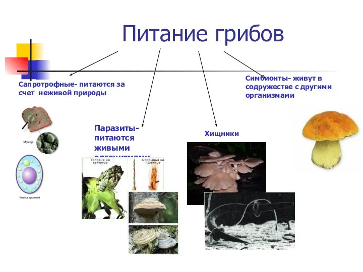 Питание грибов Сапротрофные- питаются за счет неживой природы Симбионты- живут в содружестве