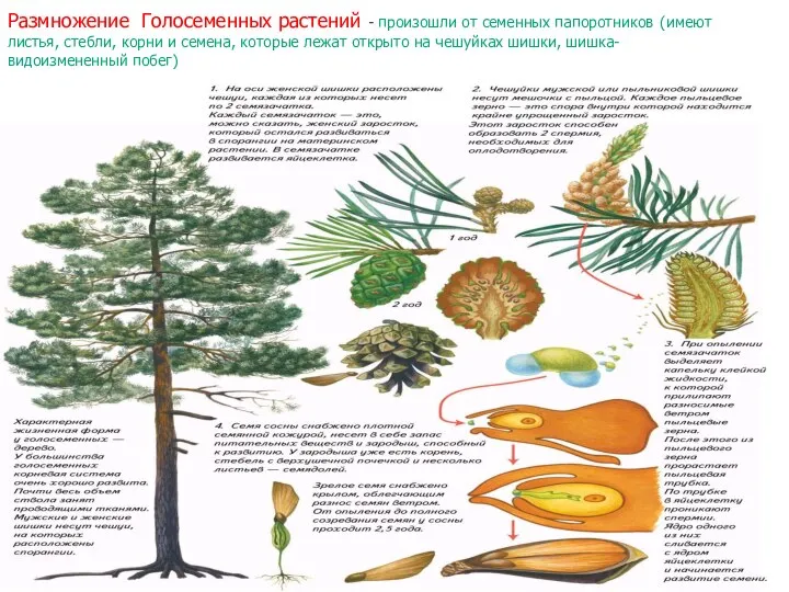 Размножение Голосеменных растений - произошли от семенных папоротников (имеют листья, стебли, корни