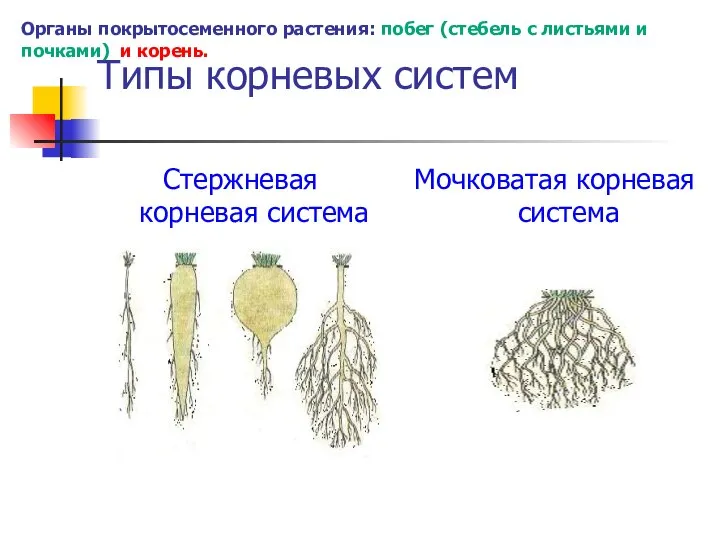 Типы корневых систем Стержневая корневая система Мочковатая корневая система Органы покрытосеменного растения: