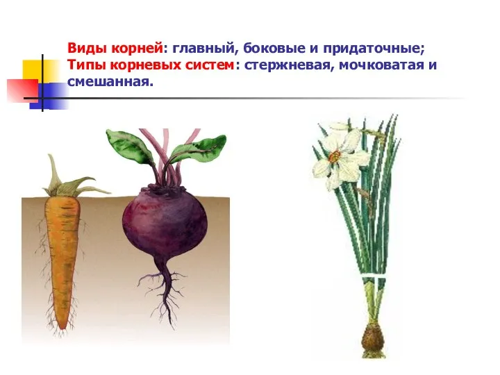 Виды корней: главный, боковые и придаточные; Типы корневых систем: стержневая, мочковатая и смешанная.