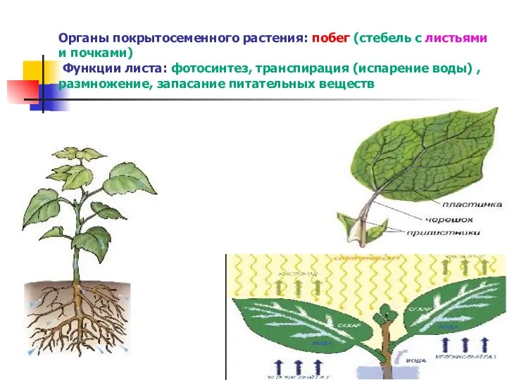 Органы покрытосеменного растения: побег (стебель с листьями и почками) Функции листа: фотосинтез,