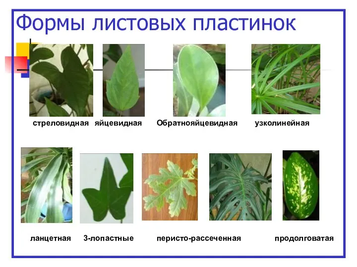 Формы листовых пластинок яйцевидная Обратнояйцевидная стреловидная ланцетная узколинейная 3-лопастные перисто-рассеченная продолговатая