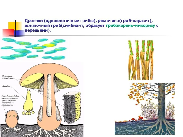Дрожжи (одноклеточные грибы), ржавчина(гриб-паразит), шляпочный гриб(симбионт, образует грибокорень-микоризу с деревьями).