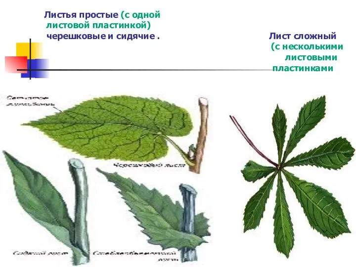 Листья простые (с одной листовой пластинкой) черешковые и сидячие . Лист сложный (с несколькими листовыми пластинками