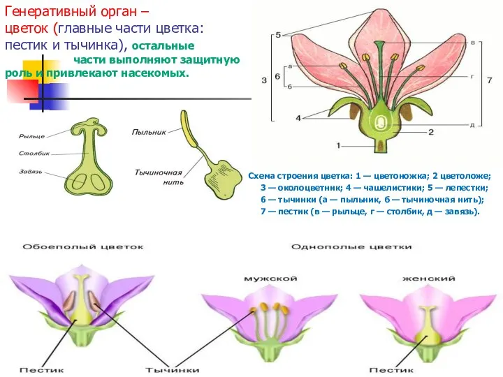 Генеративный орган – цветок (главные части цветка: пестик и тычинка), остальные части