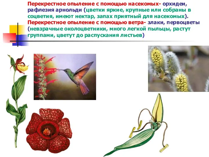 Перекрестное опыление с помощью насекомых- орхидеи, рафлезия арнольди (цветки яркие, крупные или