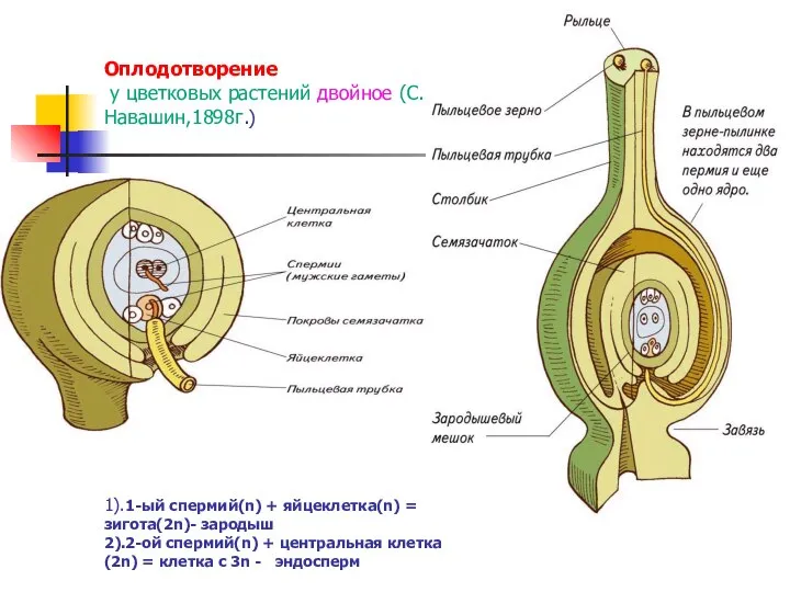 Оплодотворение у цветковых растений двойное (С.Г.Навашин,1898г.) 1).1-ый спермий(n) + яйцеклетка(n) = зигота(2n)-