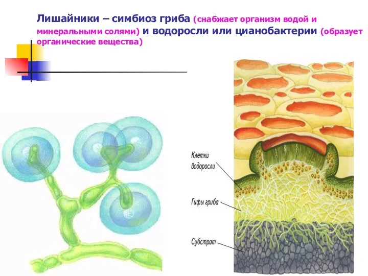 Лишайники – симбиоз гриба (снабжает организм водой и минеральными солями) и водоросли