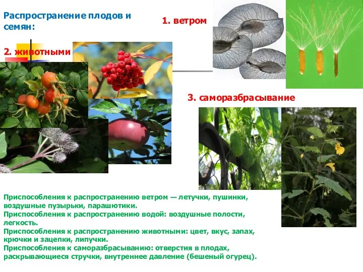 Распространение плодов и семян: 2. животными 1. ветром 3. саморазбрасывание Приспособления к