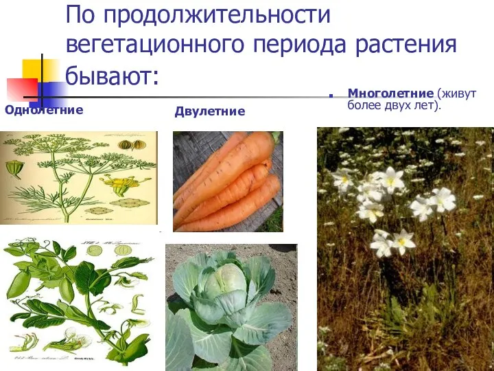 По продолжительности вегетационного периода растения бывают: Многолетние (живут более двух лет). Однолетние Двулетние