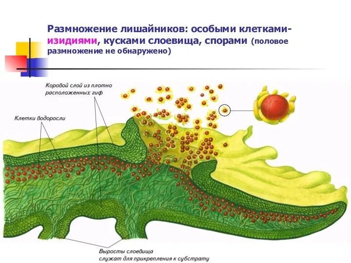 Размножение лишайников: особыми клетками- изидиями, кусками слоевища, спорами (половое размножение не обнаружено)